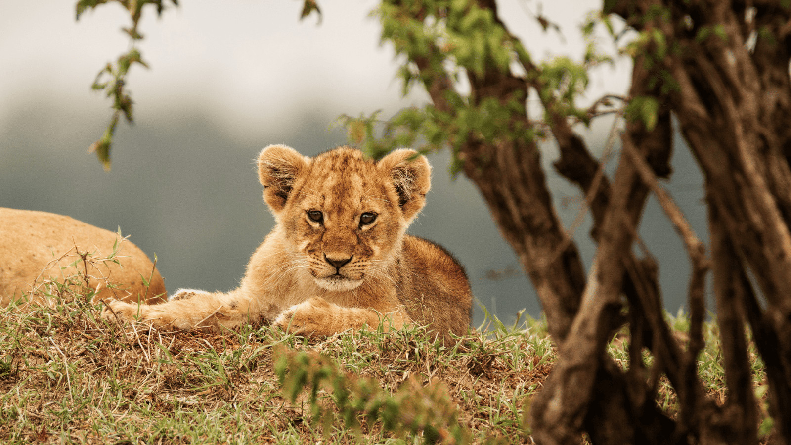 Retirement Wanderlust: 10 Epic Journeys to Make After a Lifetime of Hard Work 5 Maasai Mara