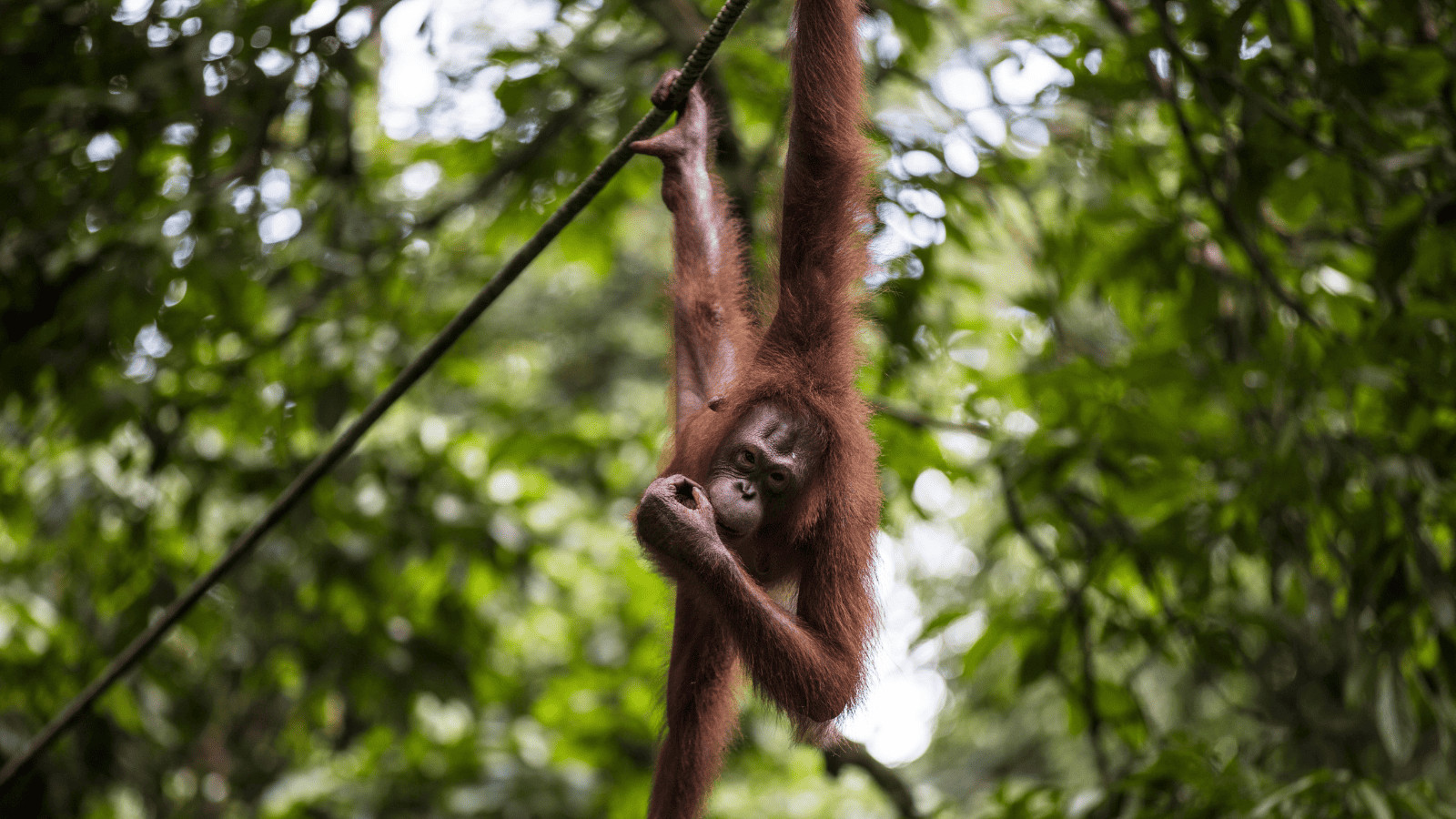 Embark on a Green Getaway: Exploring Forests Around the World 5 Orangutan