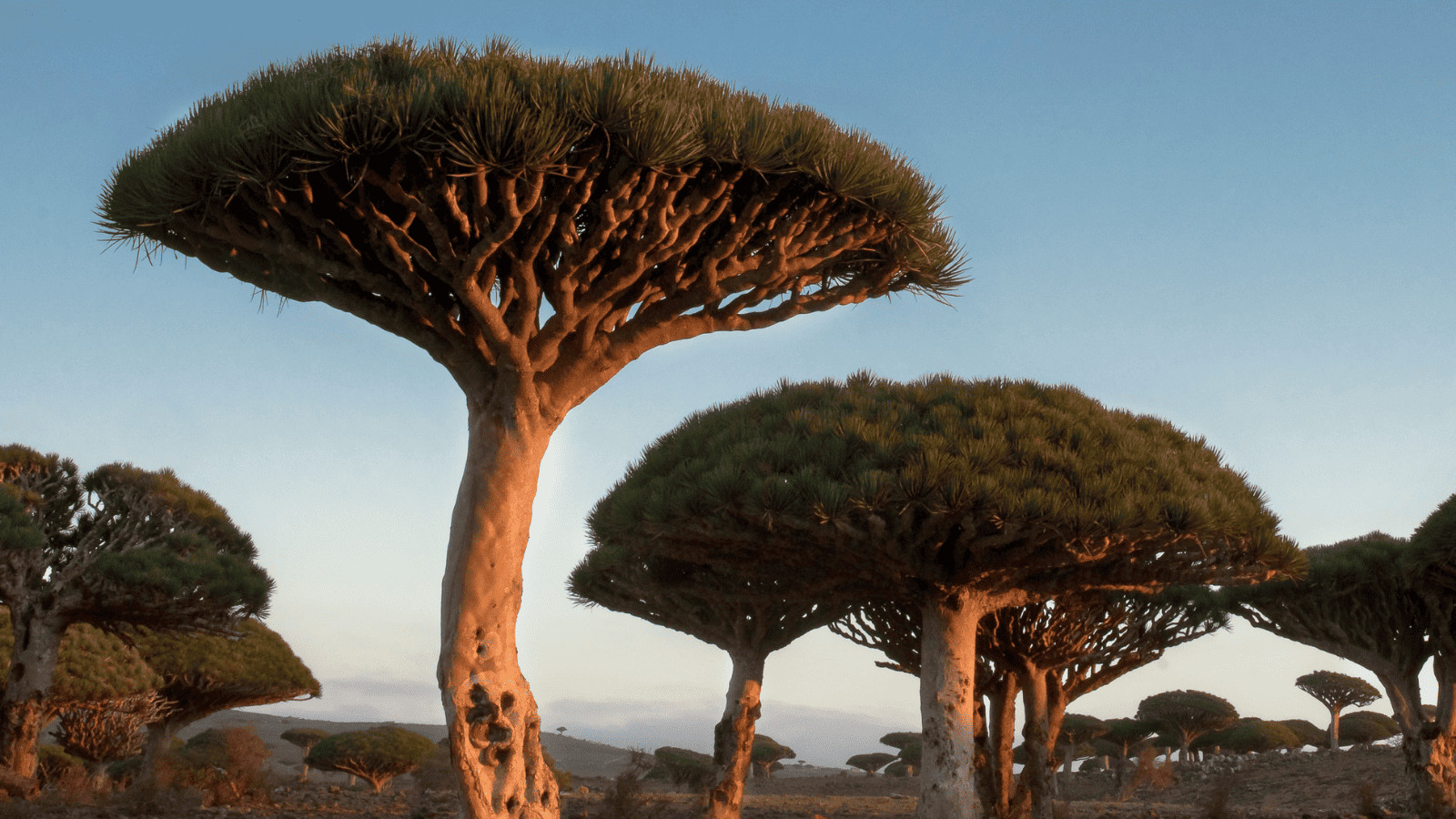 Embark on a Green Getaway: Exploring Forests Around the World 6 Dragon's Blood Forest