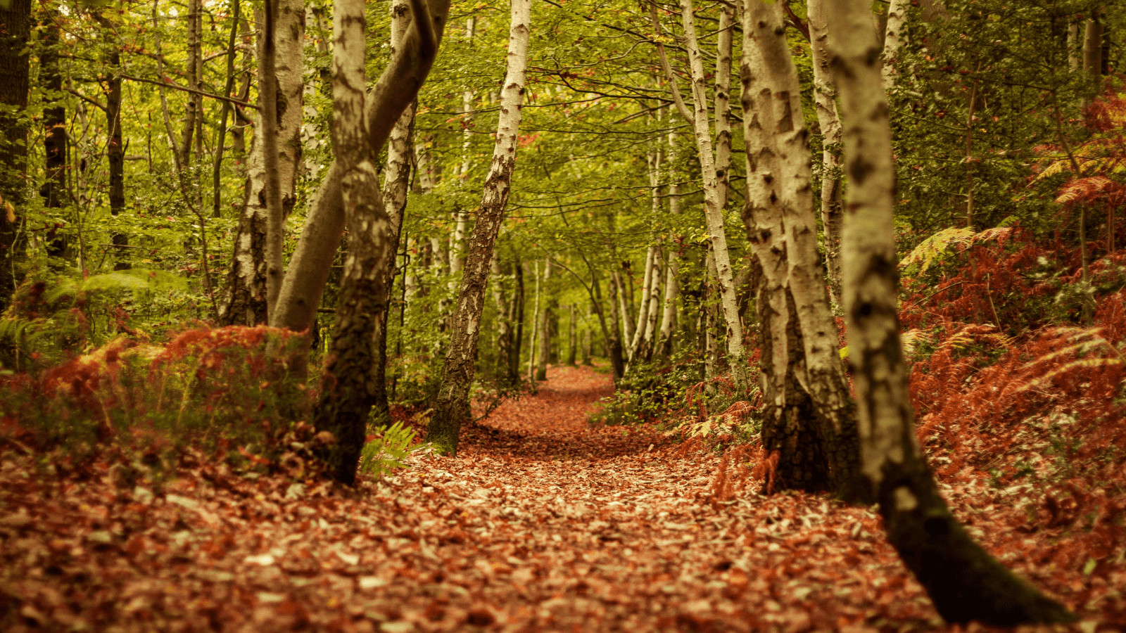 Fall in Love With the UK: 10 Cozy British Destinations for This Fall 8 Kent
