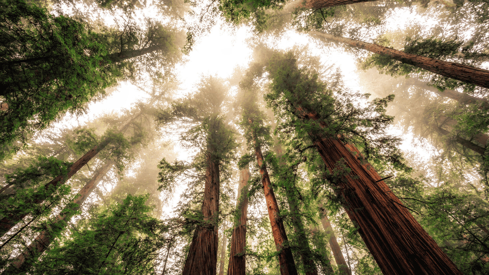 Embark on a Green Getaway: Exploring Forests Around the World 9 Redwood National and State Parks