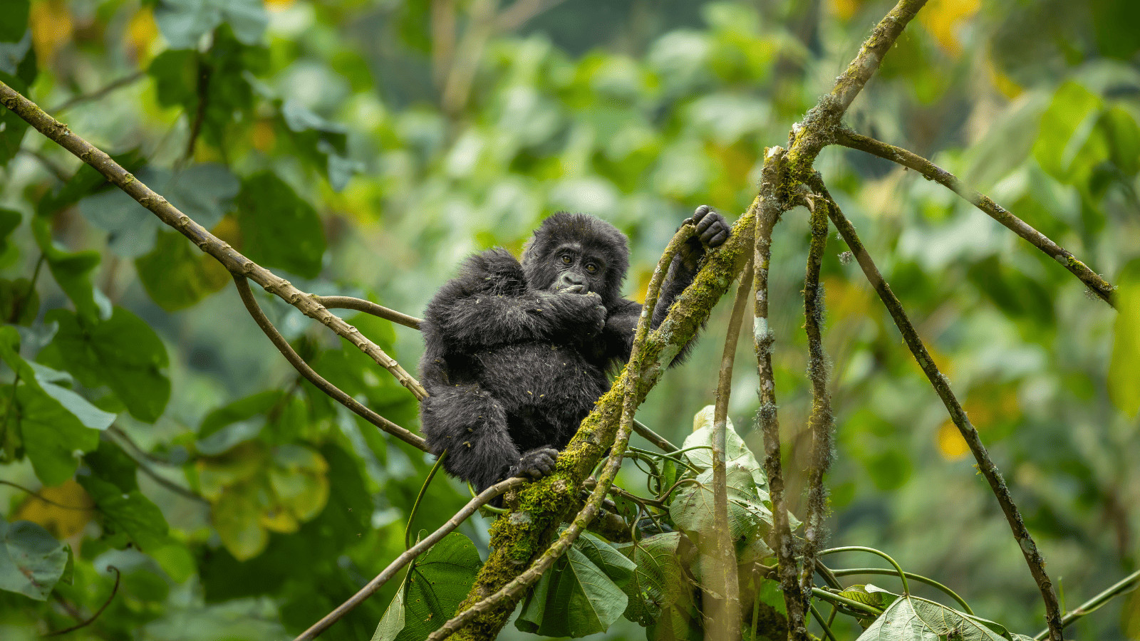 Embark on a Green Getaway: Exploring Forests Around the World 10 Bwindi Impenetrable Forest