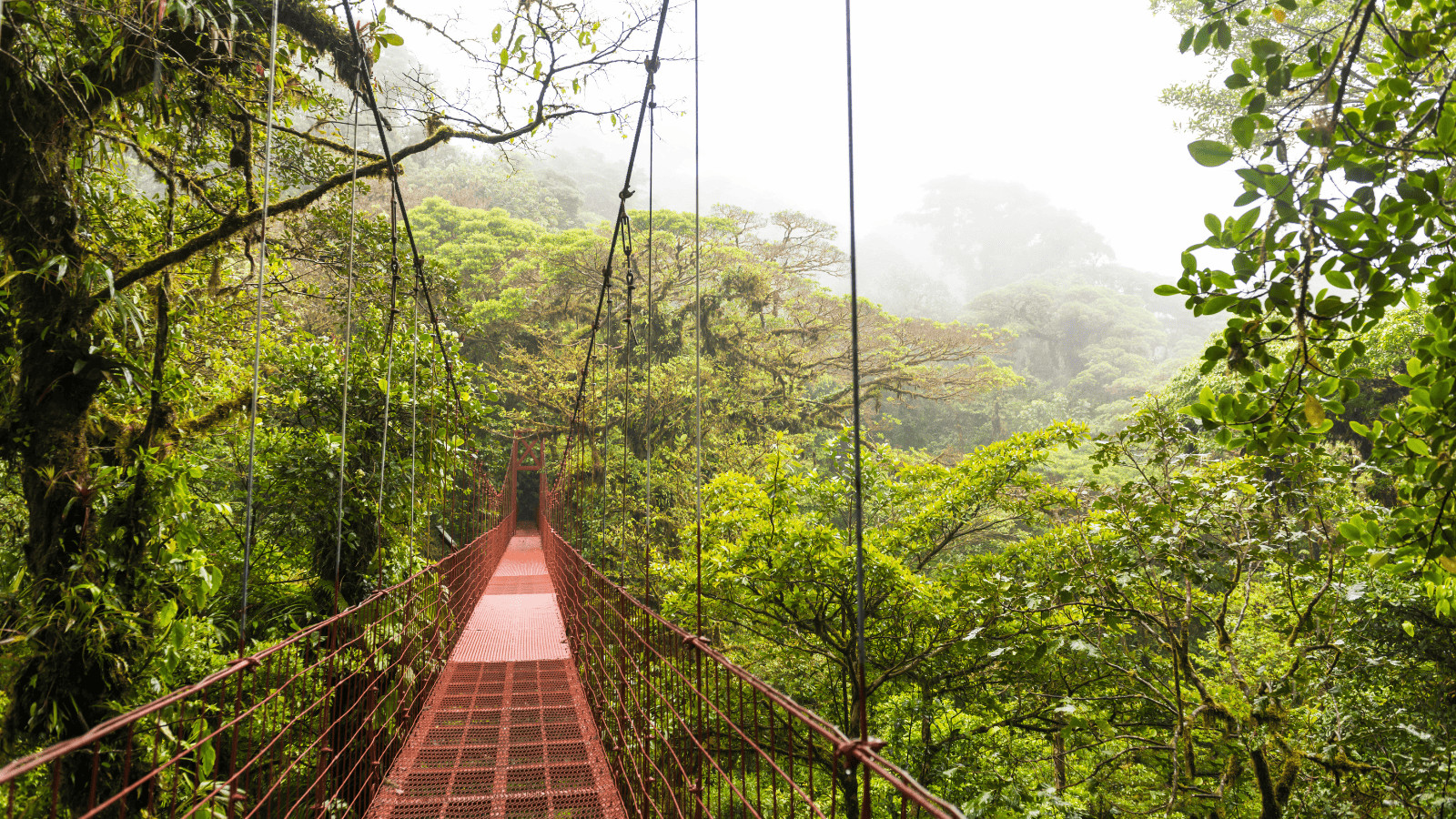 Embark on a Green Getaway: Exploring Forests Around the World 2 Monteverde Cloud Forest, Costa Rica