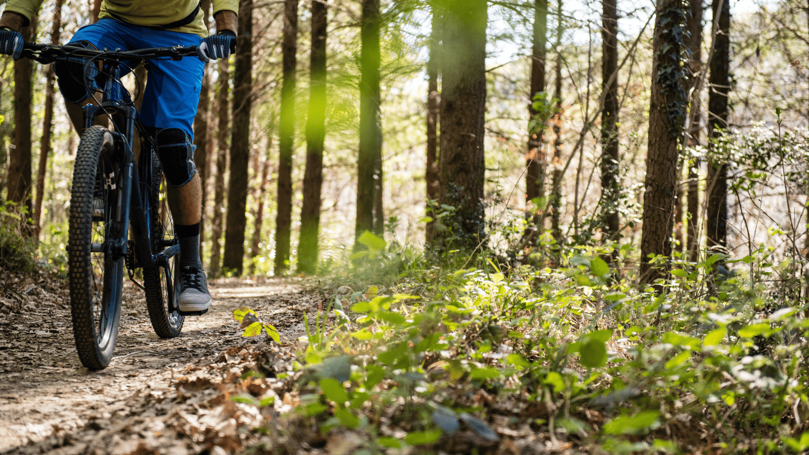 Cycling in forest