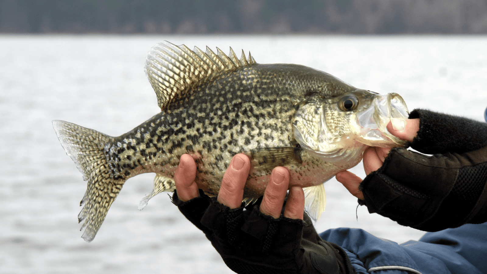 Crappie fish