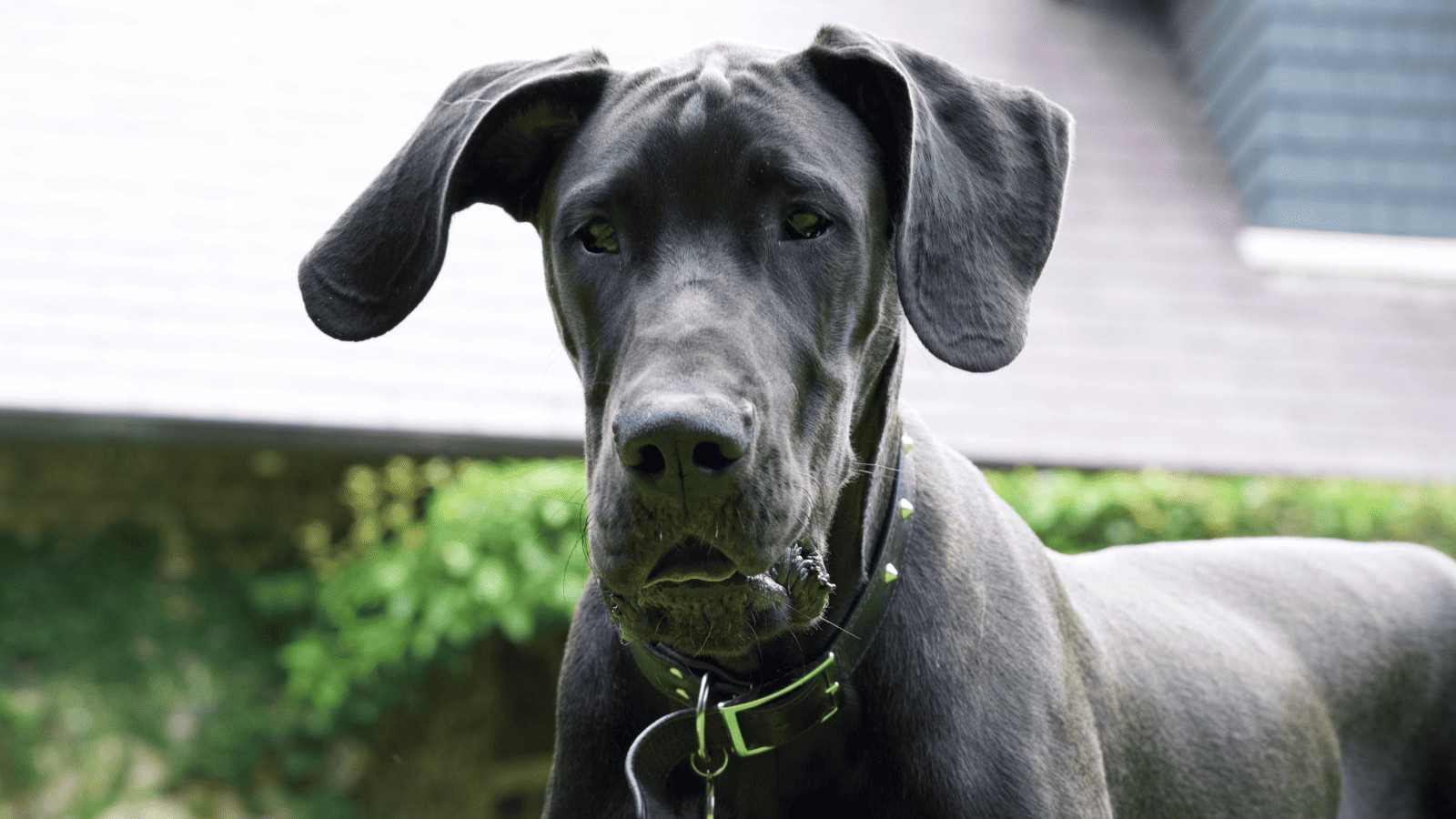 Great Dane