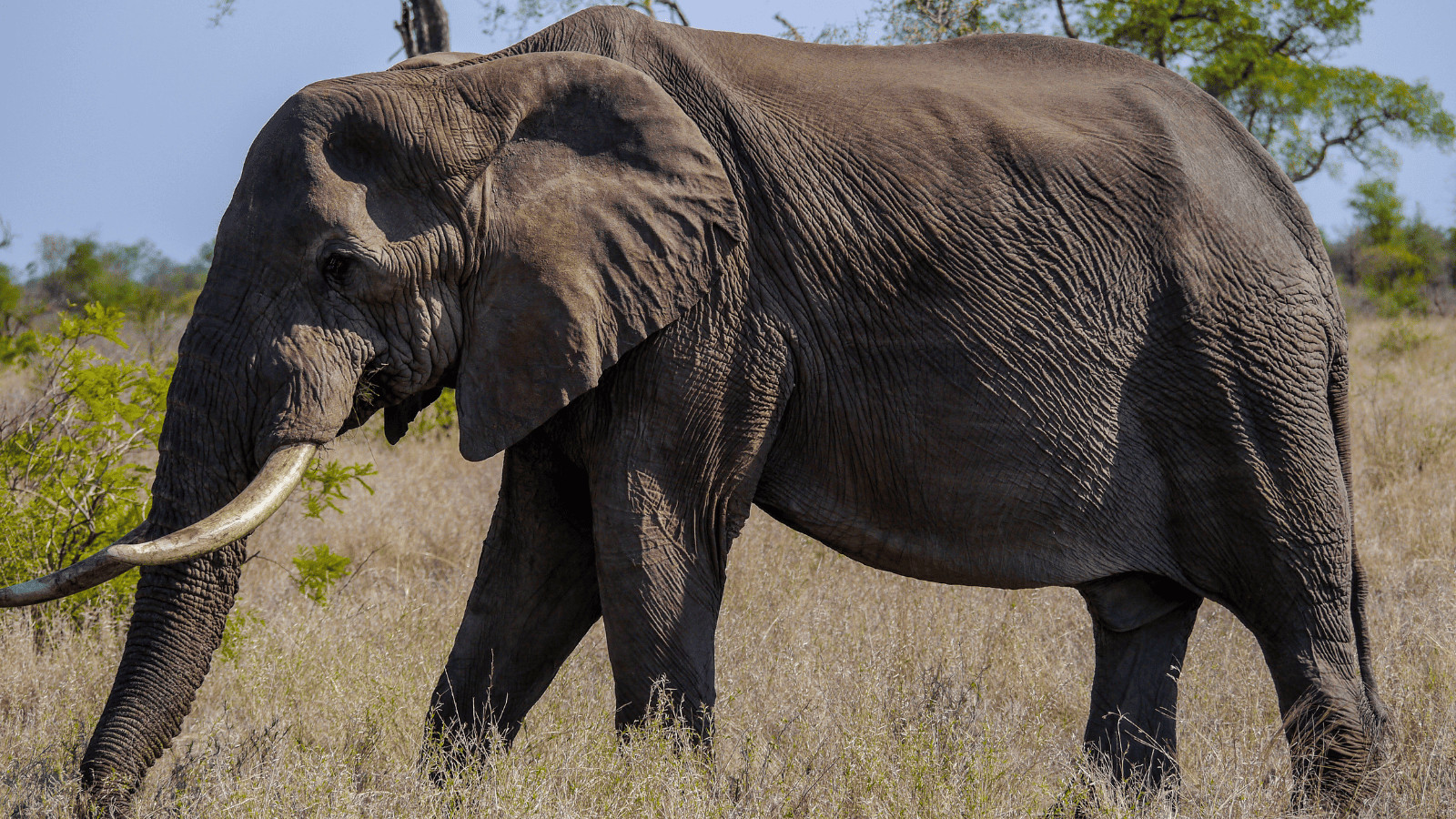Elephant Tanzania