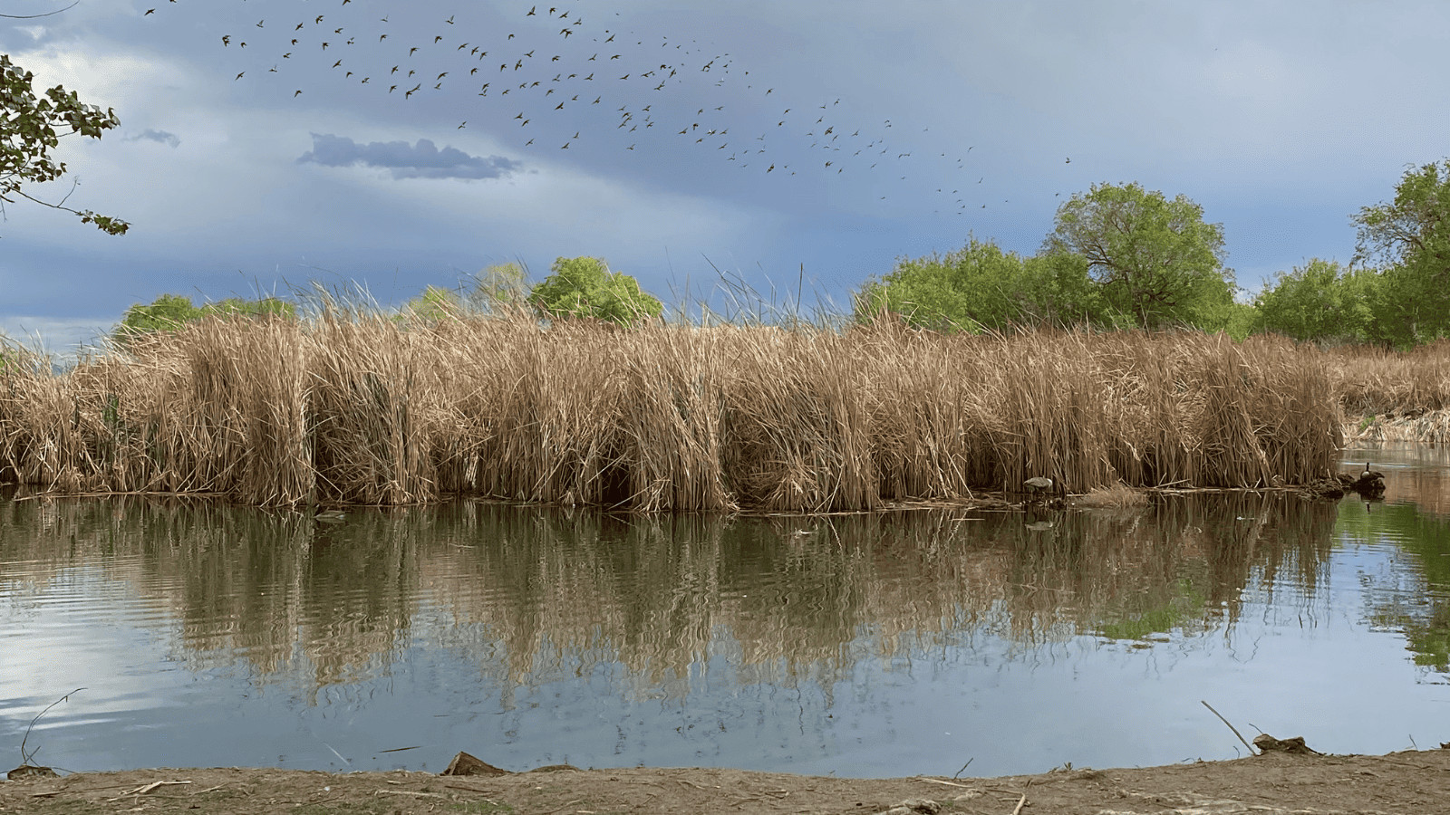 Uncovering the 7 Best Lakes in Las Vegas 6 Floyd Lamb Park