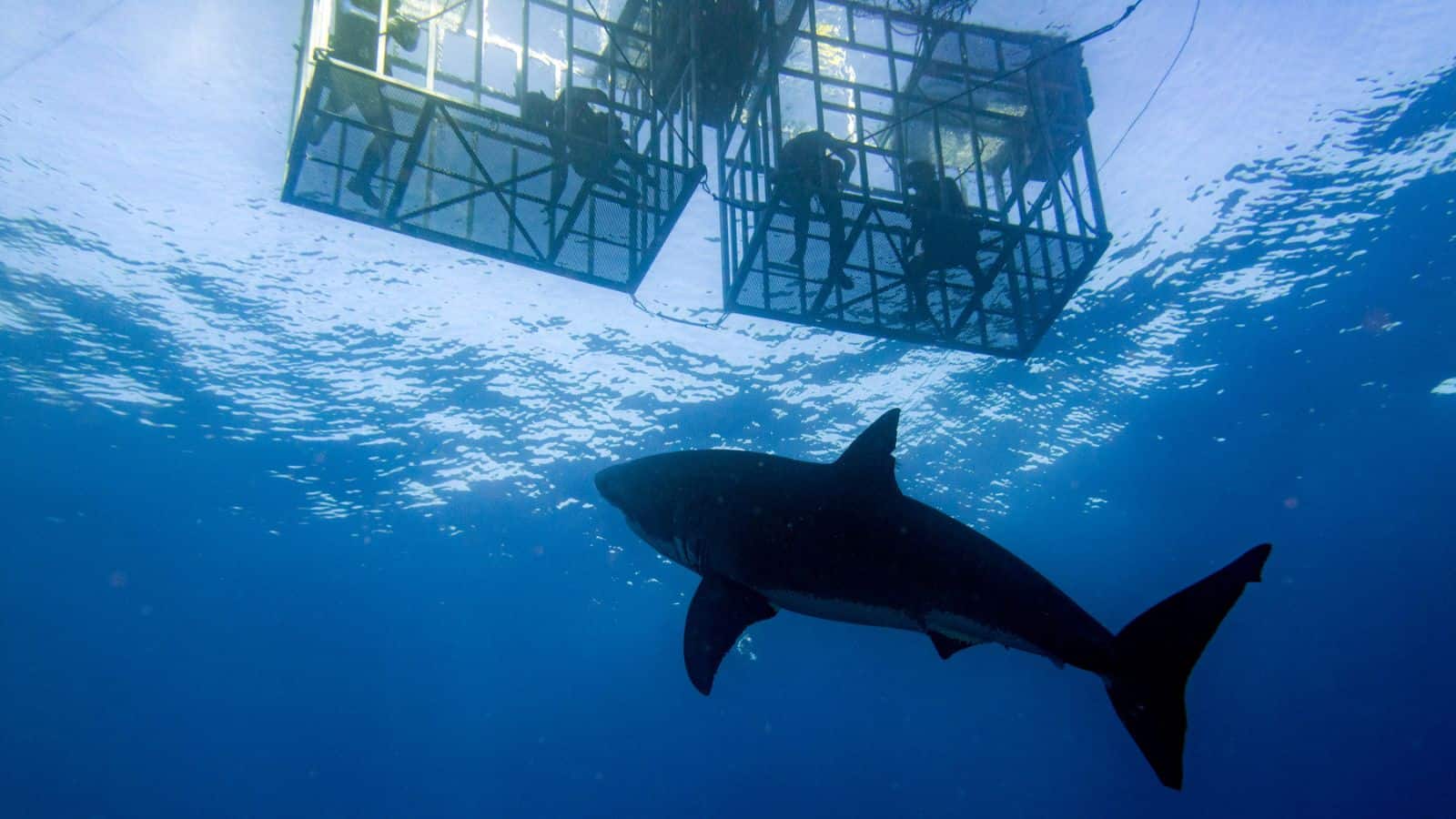 Great White Shark Cages