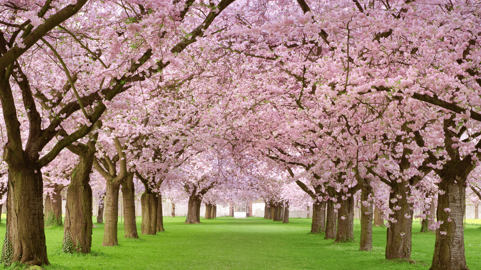 The Top 14 Countries Where Nature Reigns Supreme! 7 Japan 3