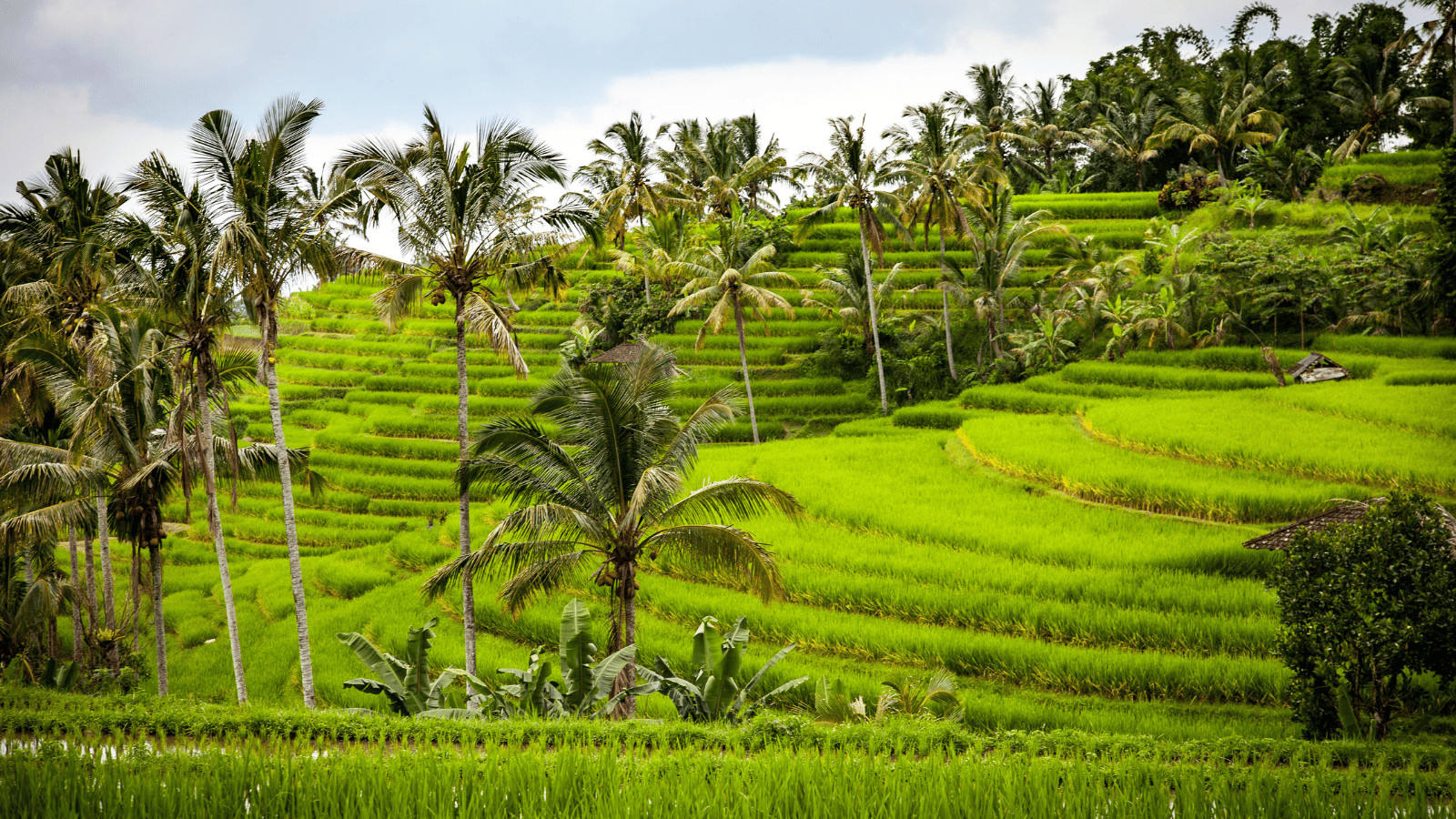 Bali Bound: 16 Must-Visit Places in Bali, Indonesia 6 Jatiluwih Rice Terraces
