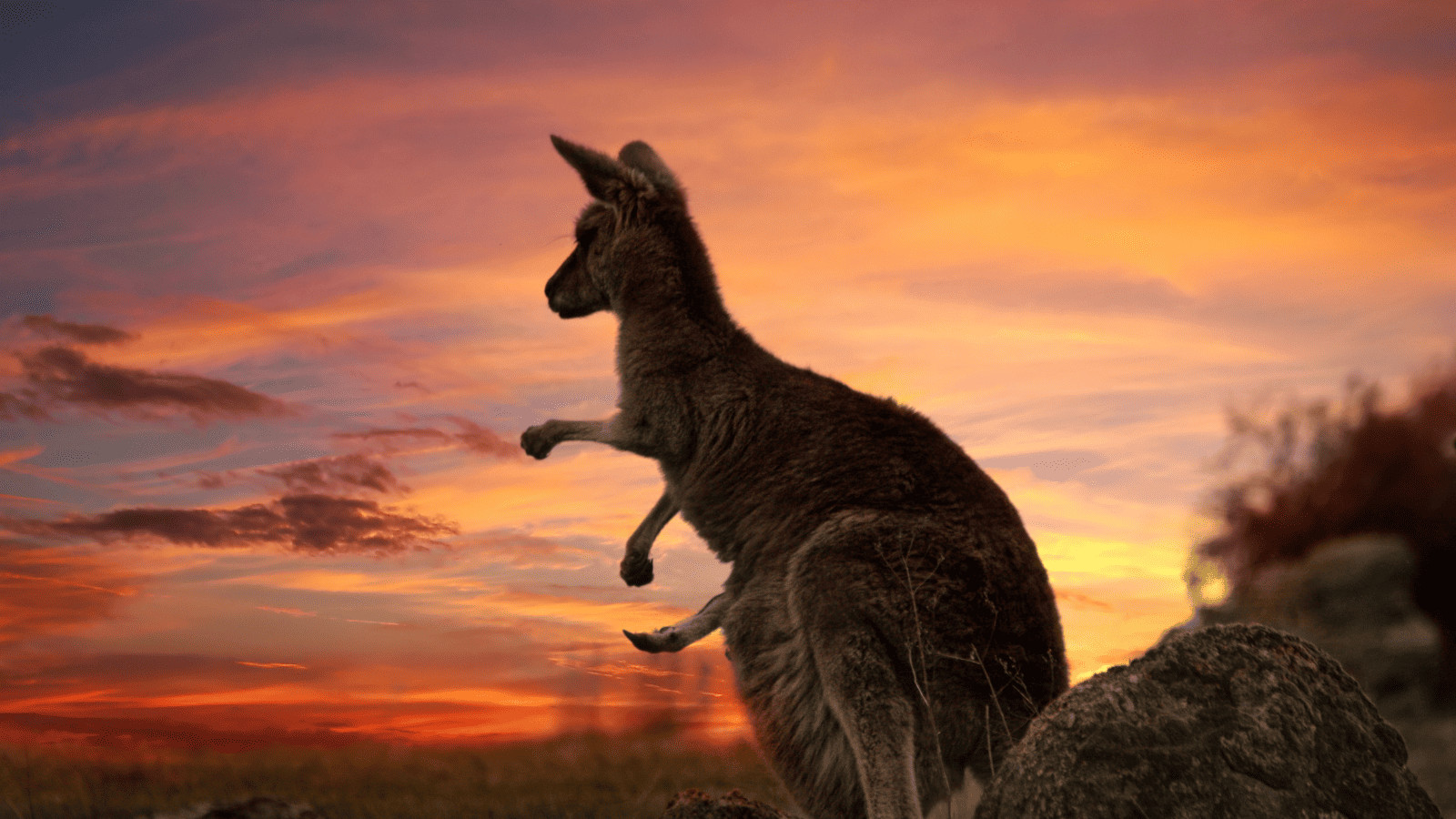Kangaroos Australia