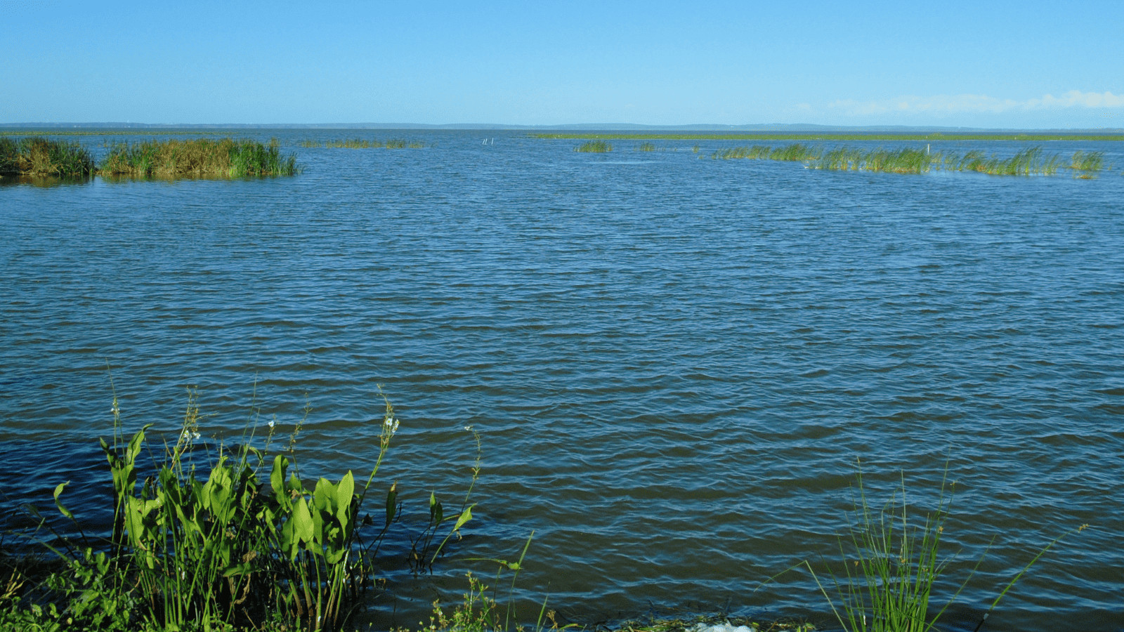 Lake Apopka