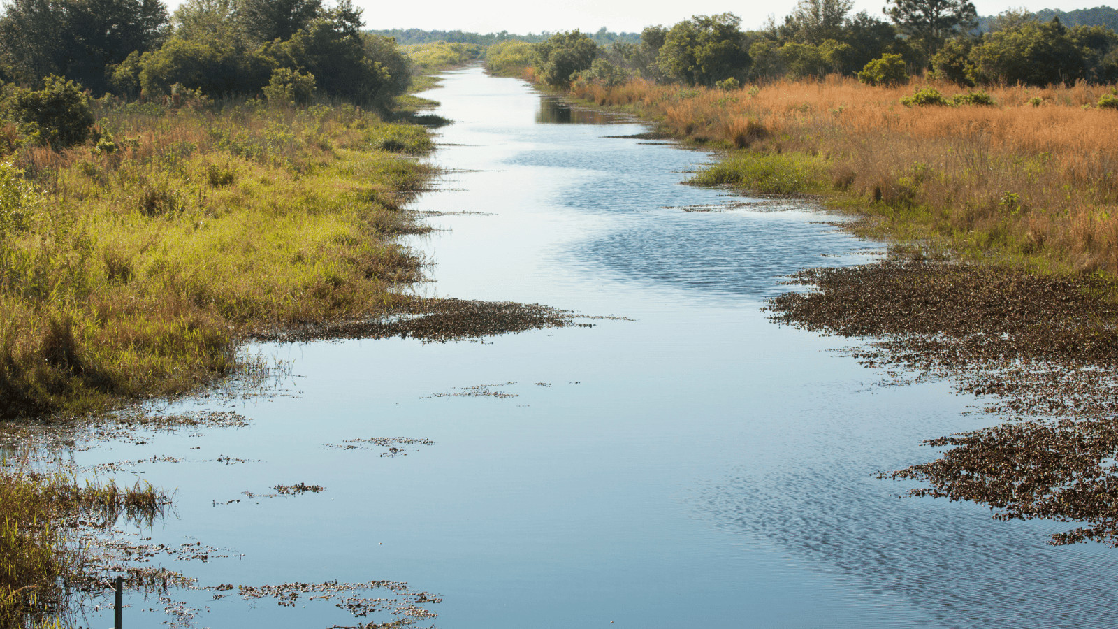 Discover the 16 Best Lakes in Florida 12 Lake Kissimmee