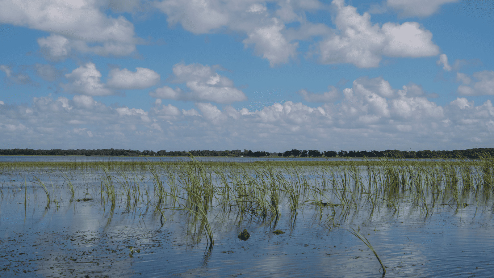 Discover the 16 Best Lakes in Florida 3 Lake Tohopekaliga
