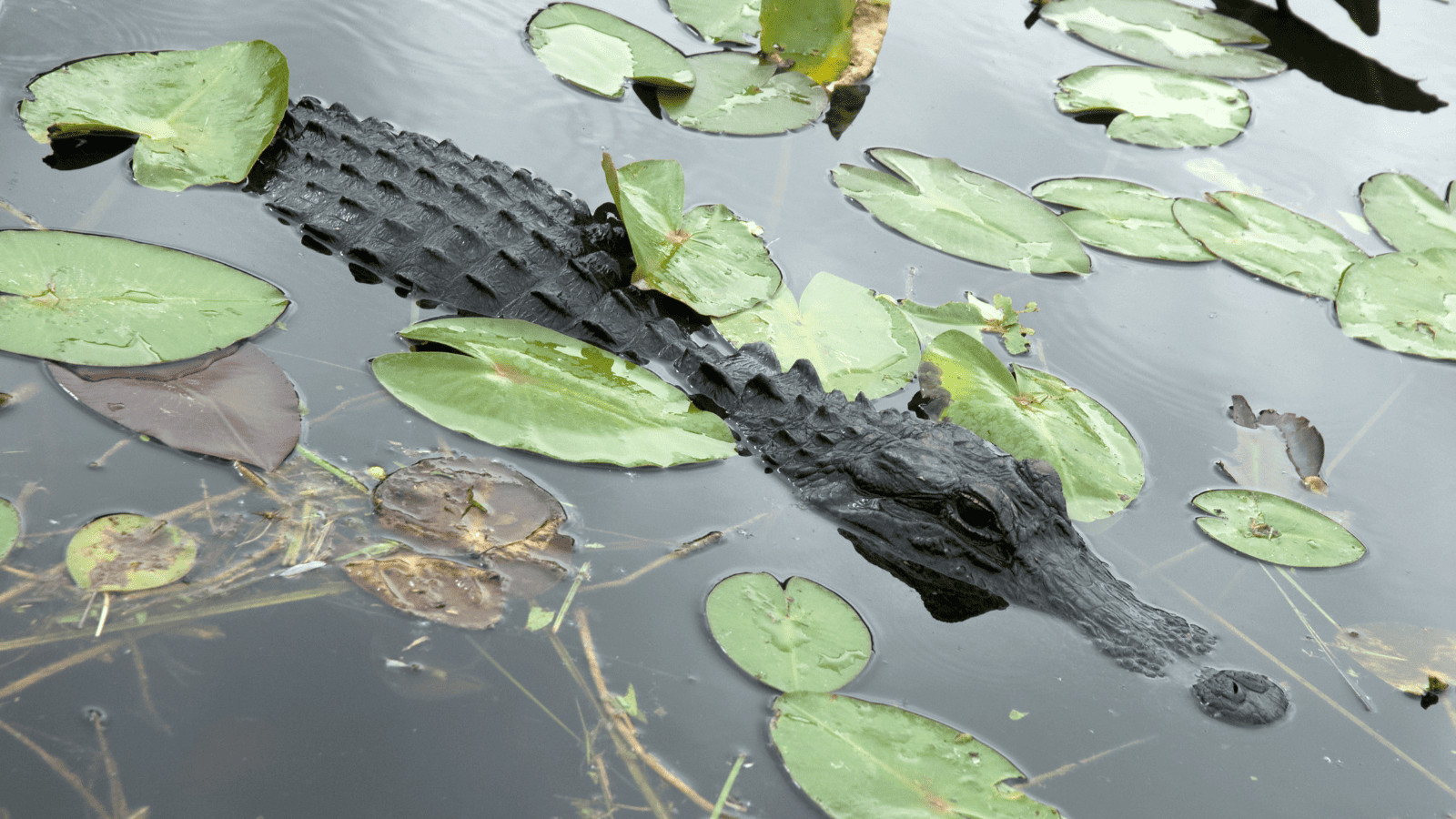 Lakes in North Carolina: Find Serenity in These Scenic Waters 15 Lake Waccamaw