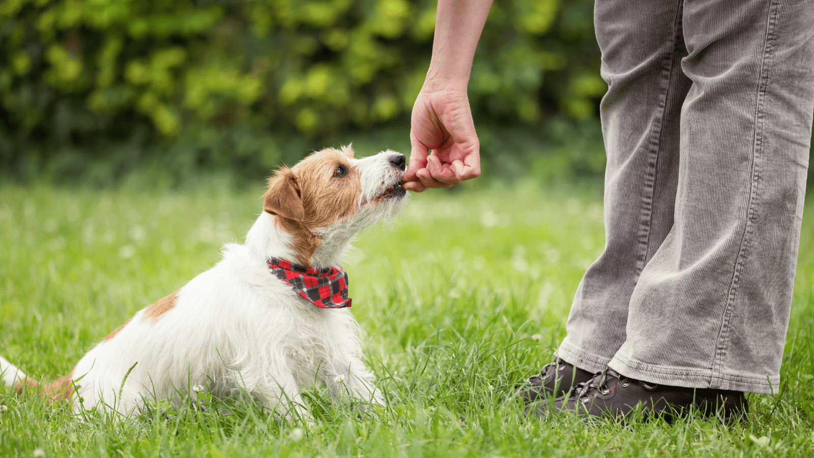 Why People Are Pet Sitting to Offset the Cost of Travel 3 Leave the Responsibility to a Professional