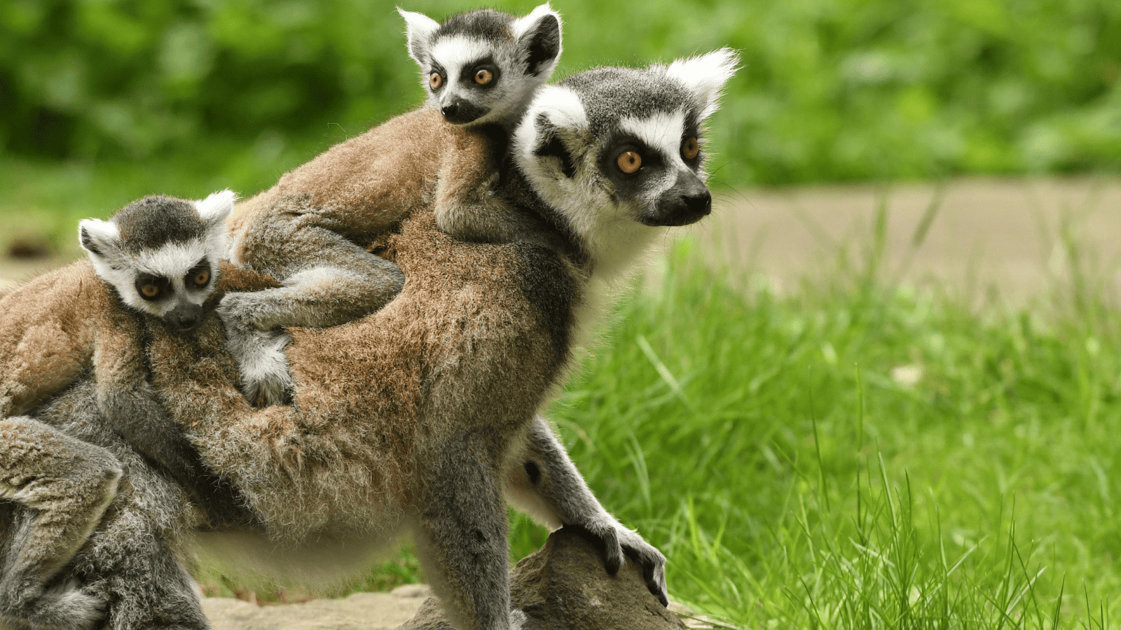 Lemurs Madagascar