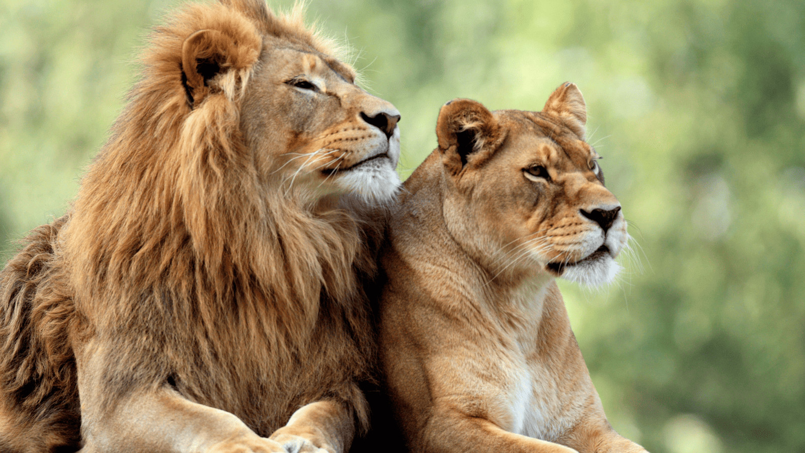 Lions South Africa