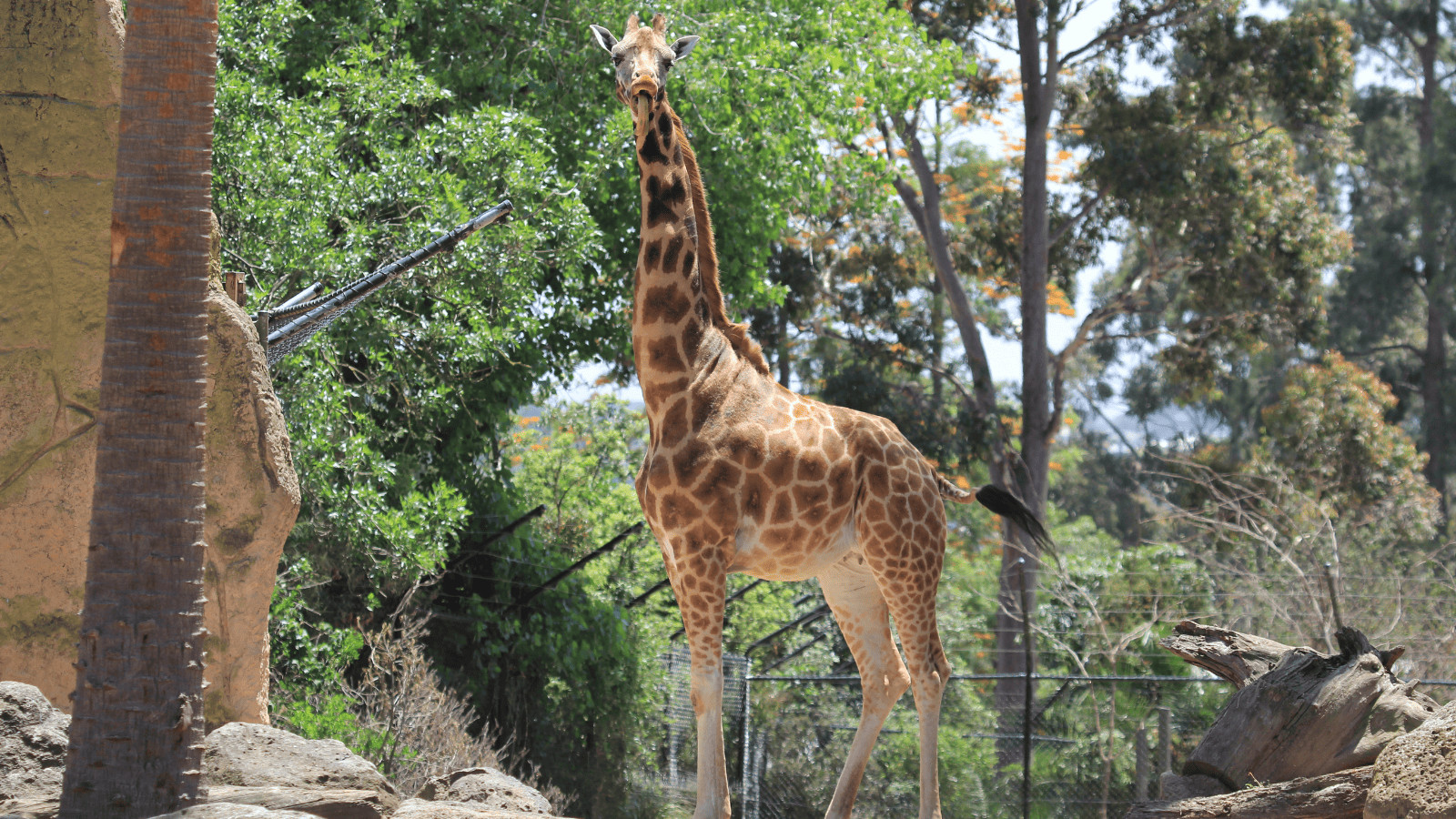 Melbourne Magic: Discover Must-See Sights and Activities 7 Melbourne Zoo
