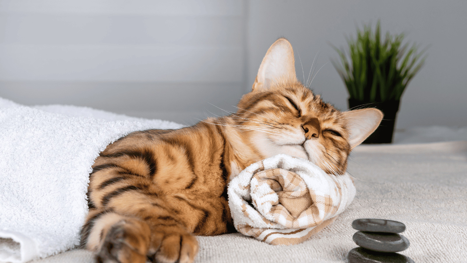Why People Are Pet Sitting to Offset the Cost of Travel 6 Peace of Mind