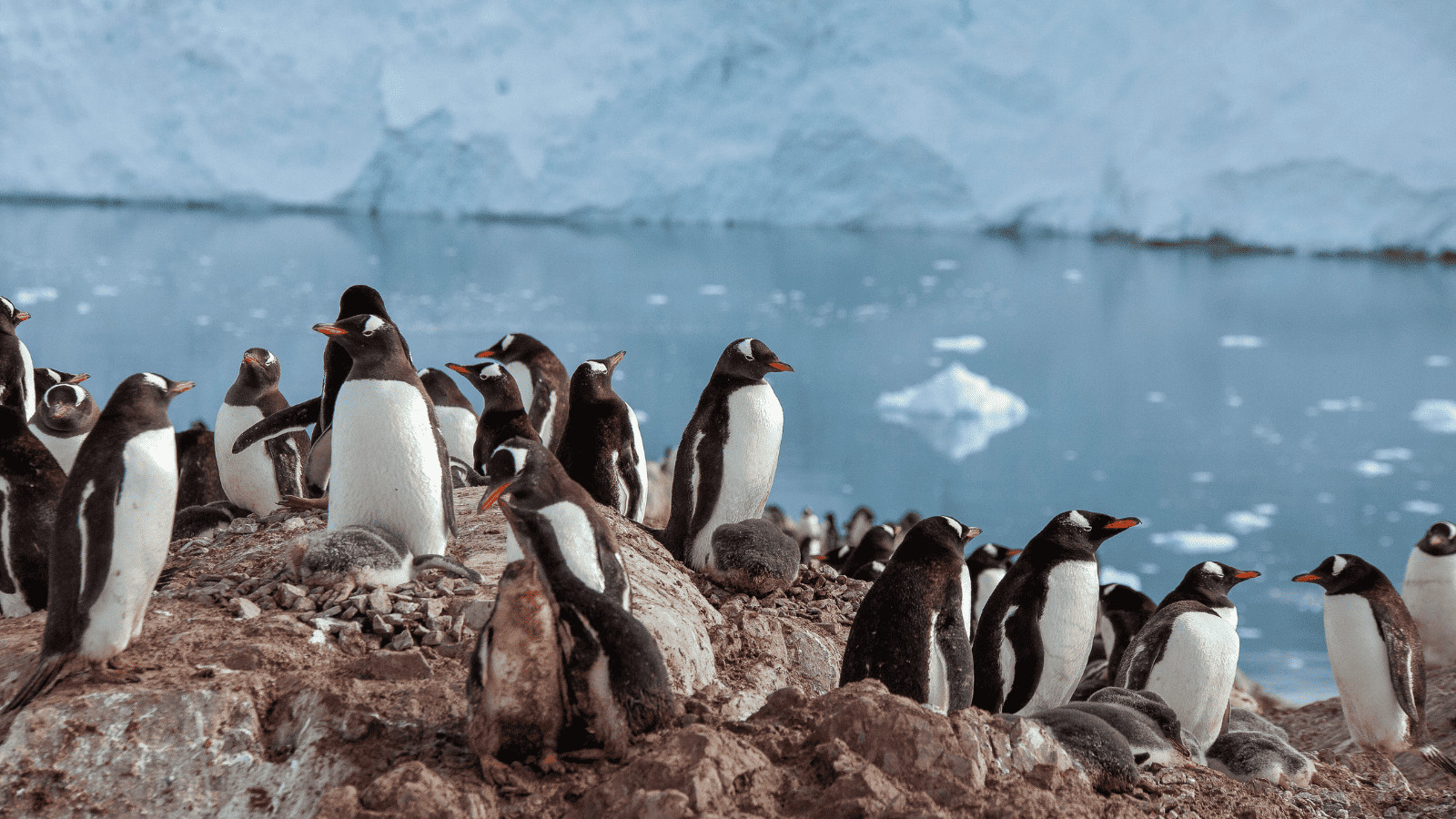 Penguins Antarctica