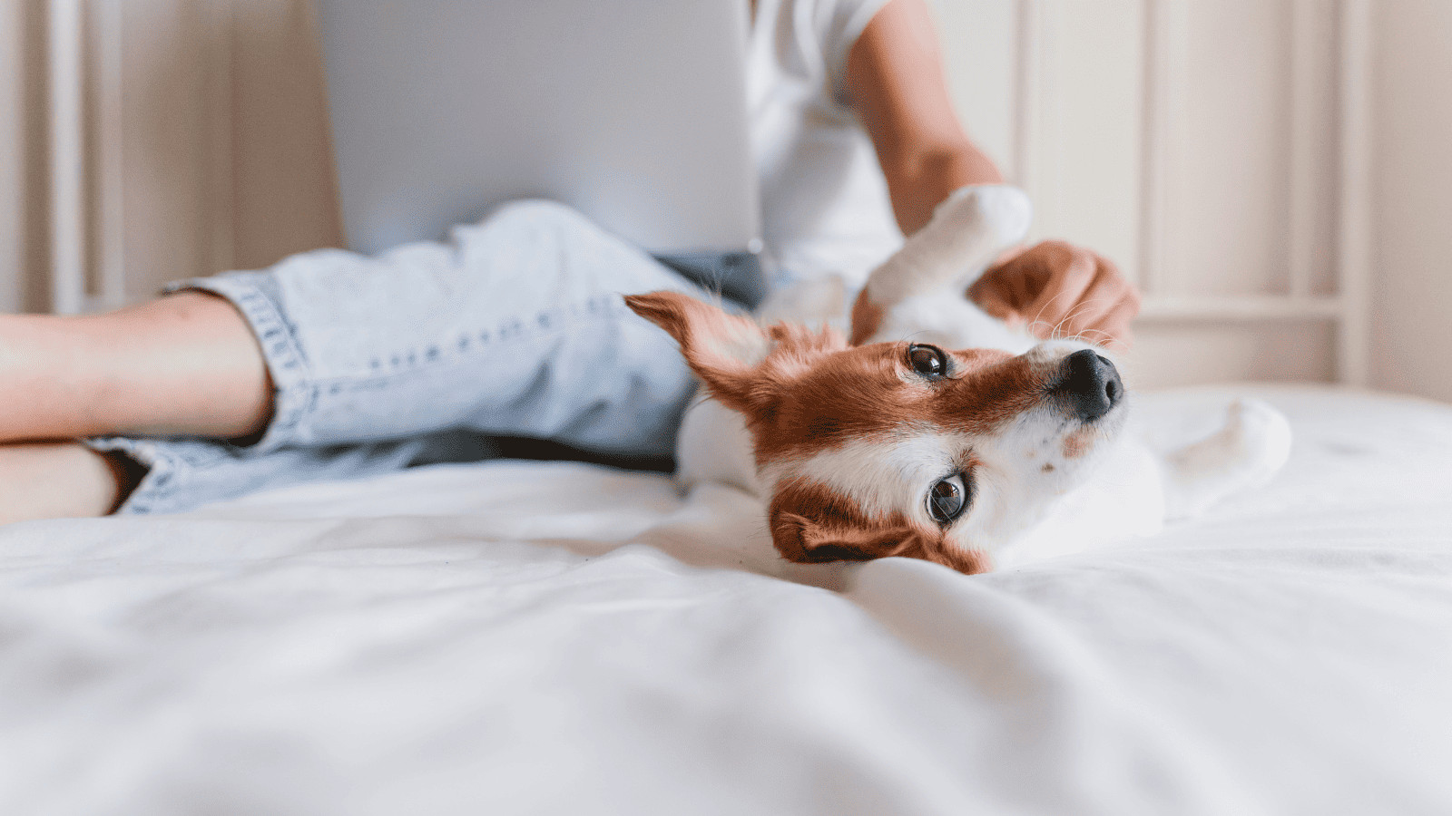 Why People Are Pet Sitting to Offset the Cost of Travel 2 Personalized Attention and Care