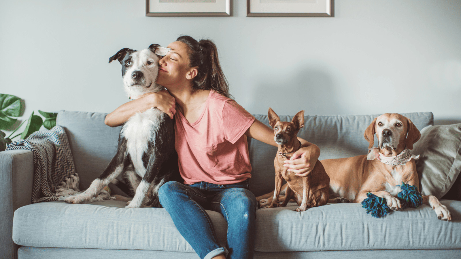 Why People Are Pet Sitting to Offset the Cost of Travel 1 Pets on Couch