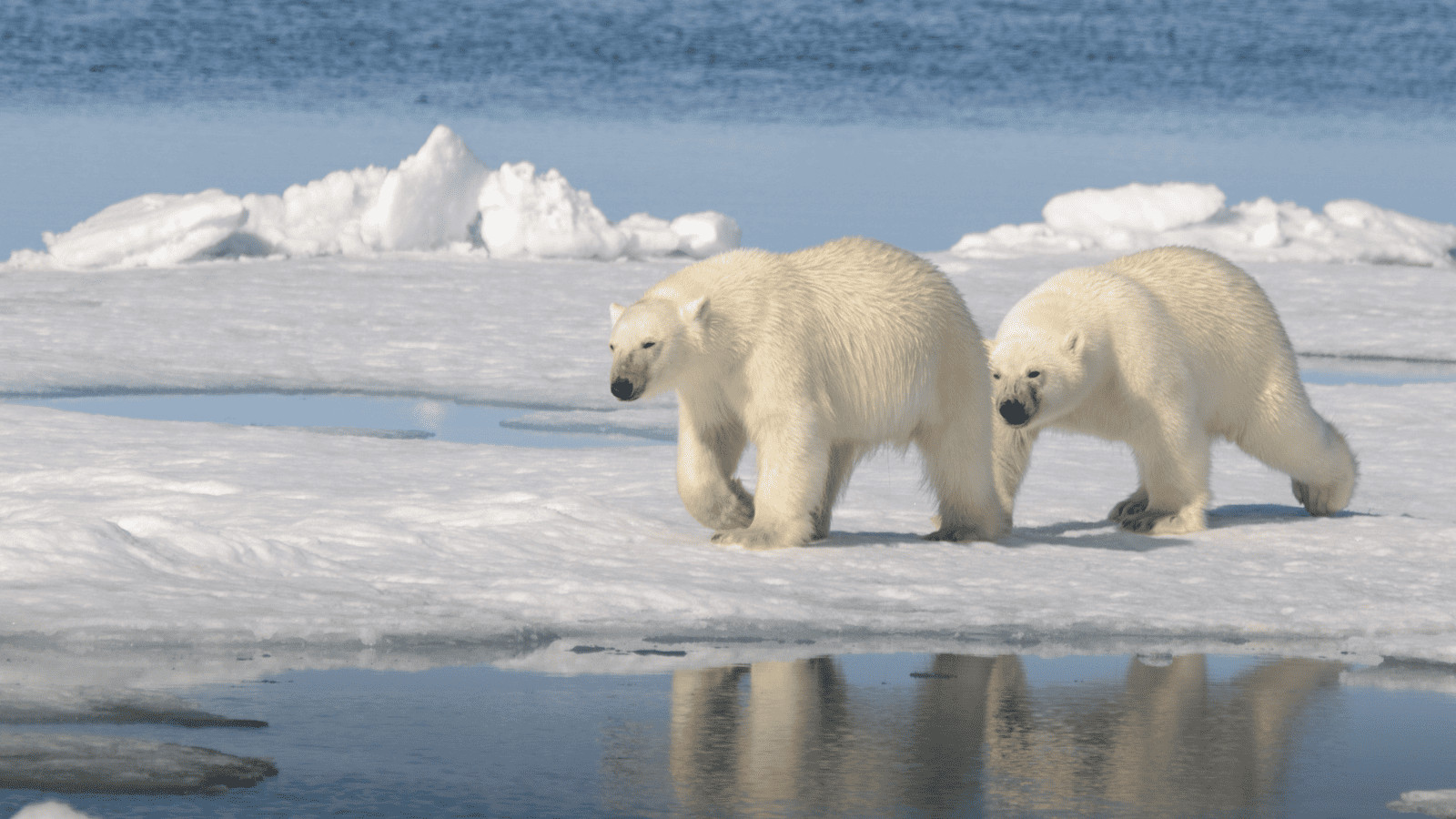 Polar Bears Canada