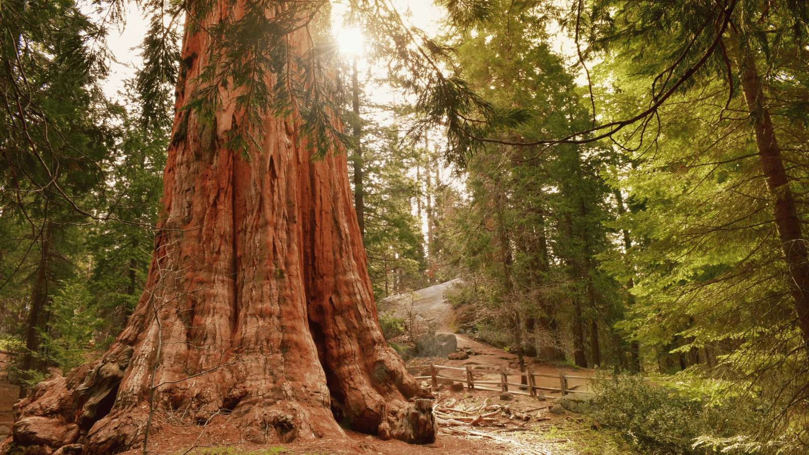 The Best Californian National Parks to Camp In 9 Sequoia Kings Canyon National Parks