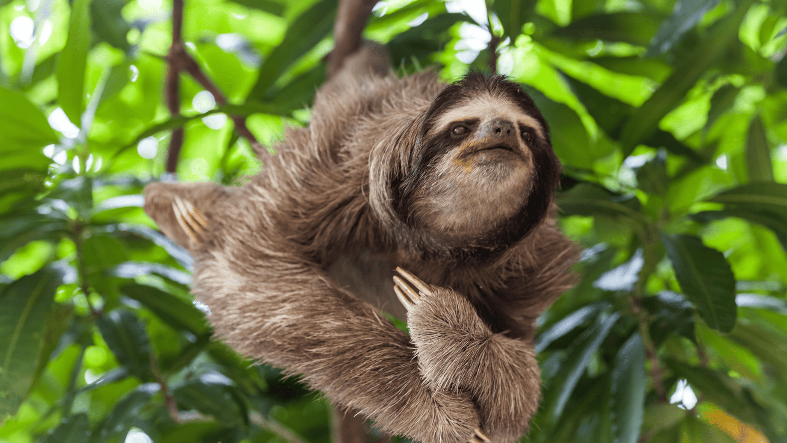 Top 10 Countries for Unforgettable Encounters With Exotic Wildlife