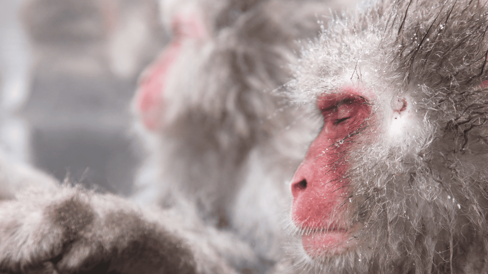 Snow Monkeys. Japan