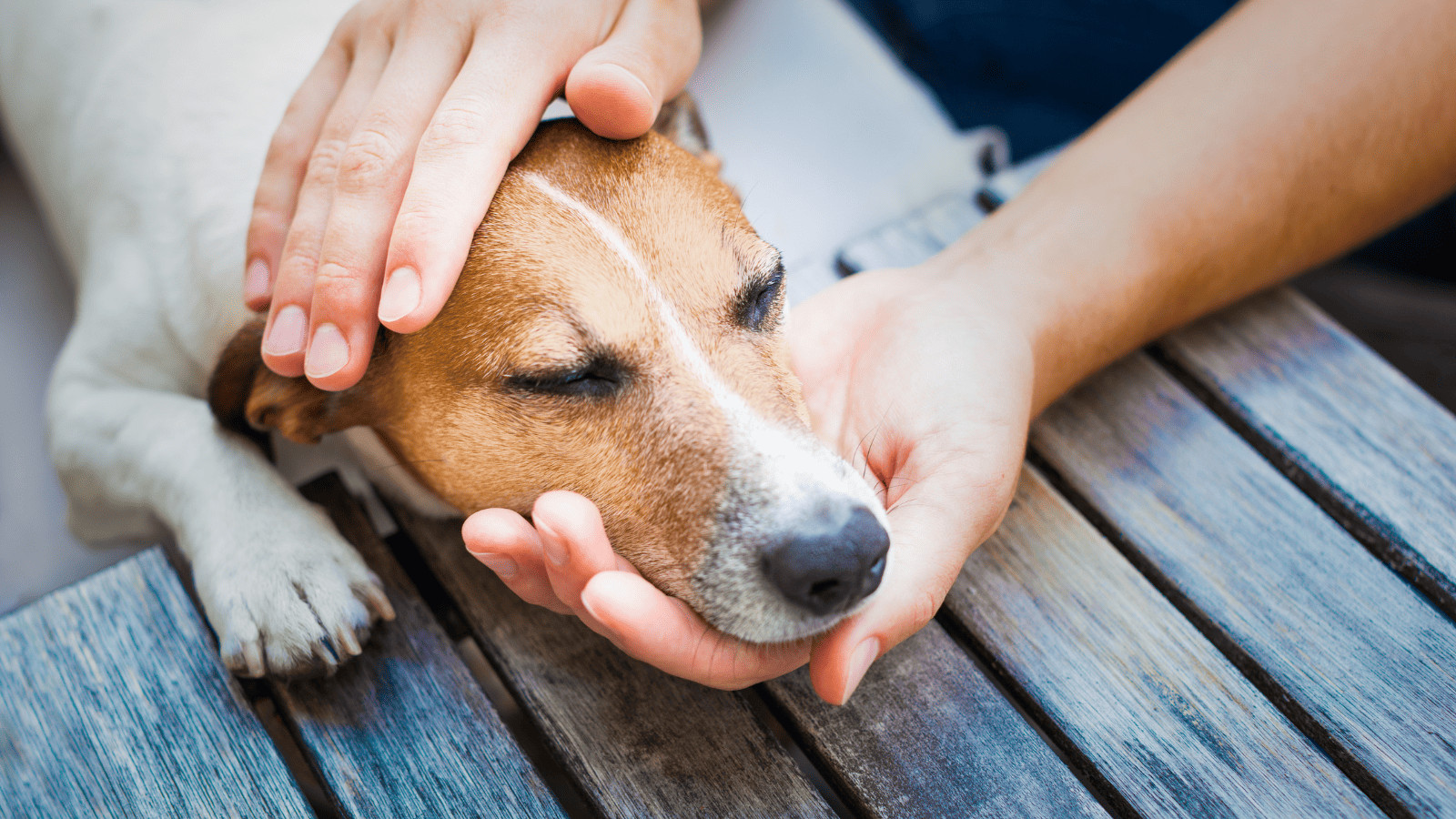 Why People Are Pet Sitting to Offset the Cost of Travel 10 Specialized Care