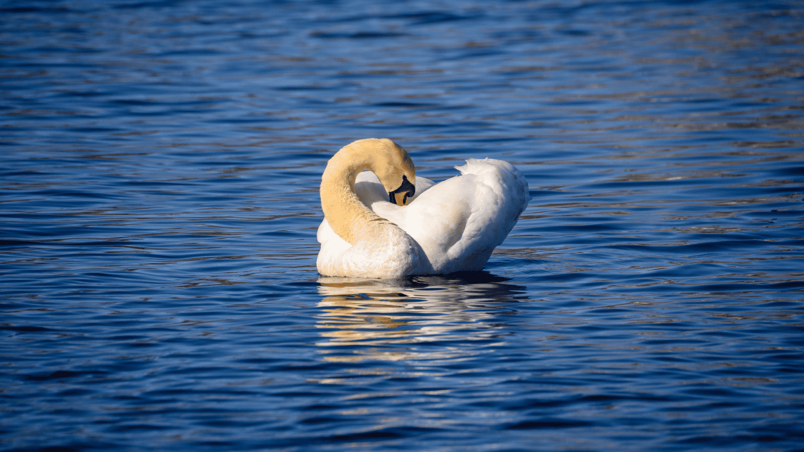 Swan Lake