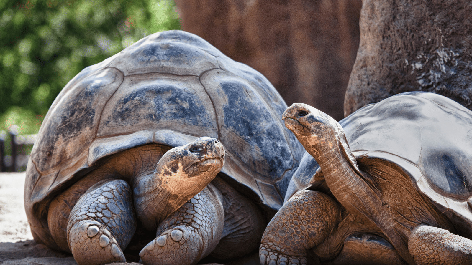 Tortoise Galapagos Islands