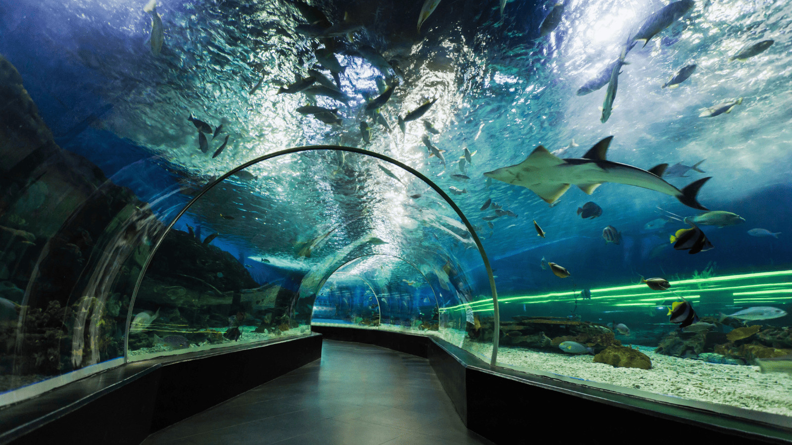 Unconventional Accommodations: Enchanting Treehouses, Ice Hotels, and Beyond 10 Underwater Hotels