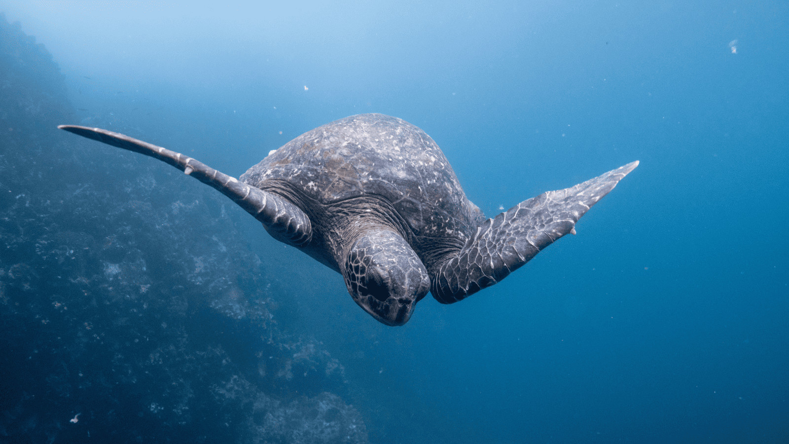 Must-Visit Destinations - Galapagos Islands