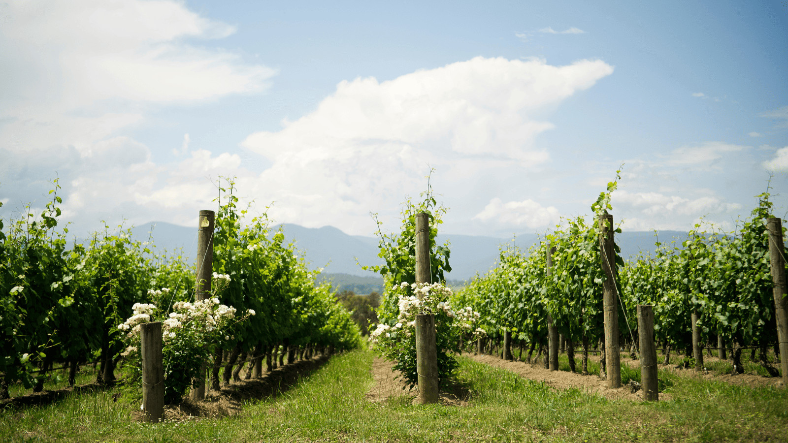 Melbourne Magic: Discover Must-See Sights and Activities 12 Yarra Valley