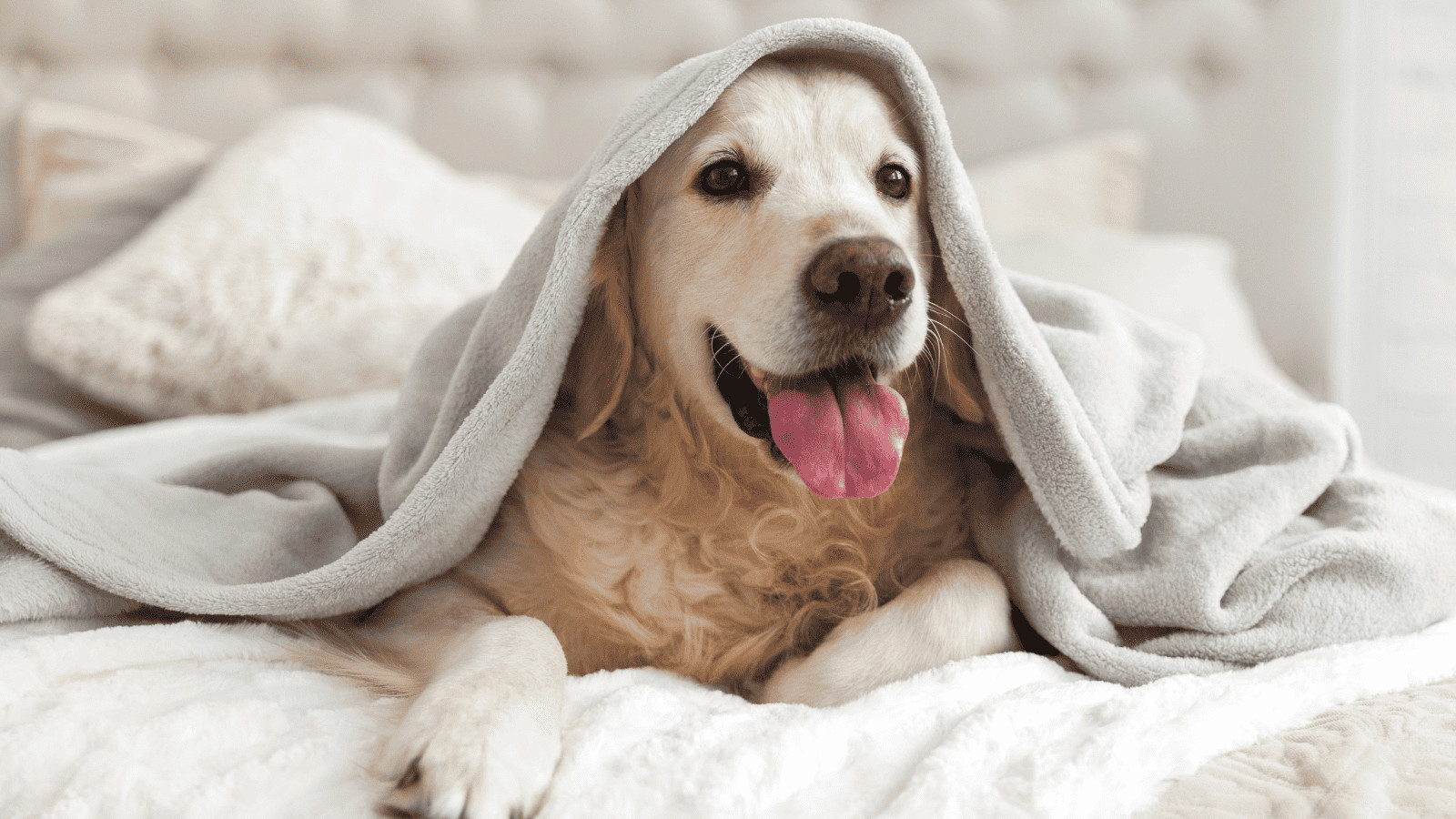 Why People Are Pet Sitting to Offset the Cost of Travel 7 Your Pet Will Stay in Their Safe and Familiar Environment