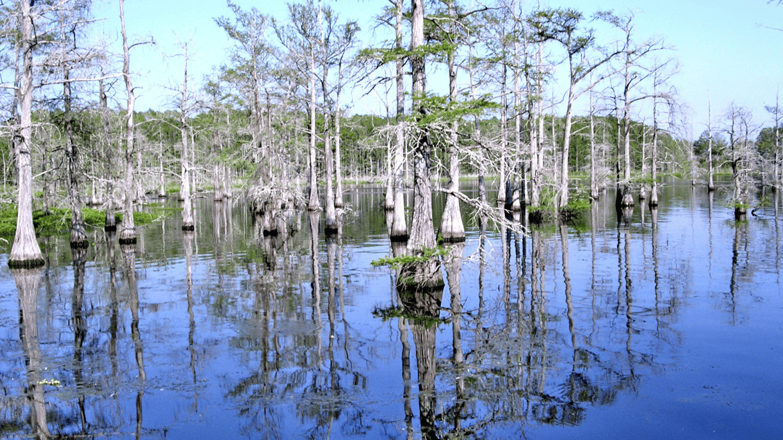 Dive into the Magic of the 17 Best Lakes in Louisiana 14 Black Lake Canva