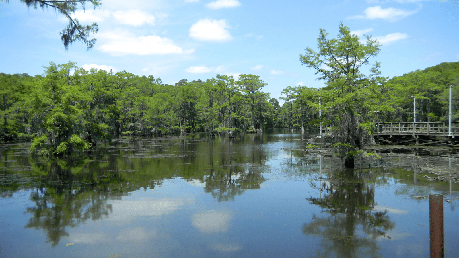 Dive into the Magic of the 17 Best Lakes in Louisiana 3 Caddo Lake