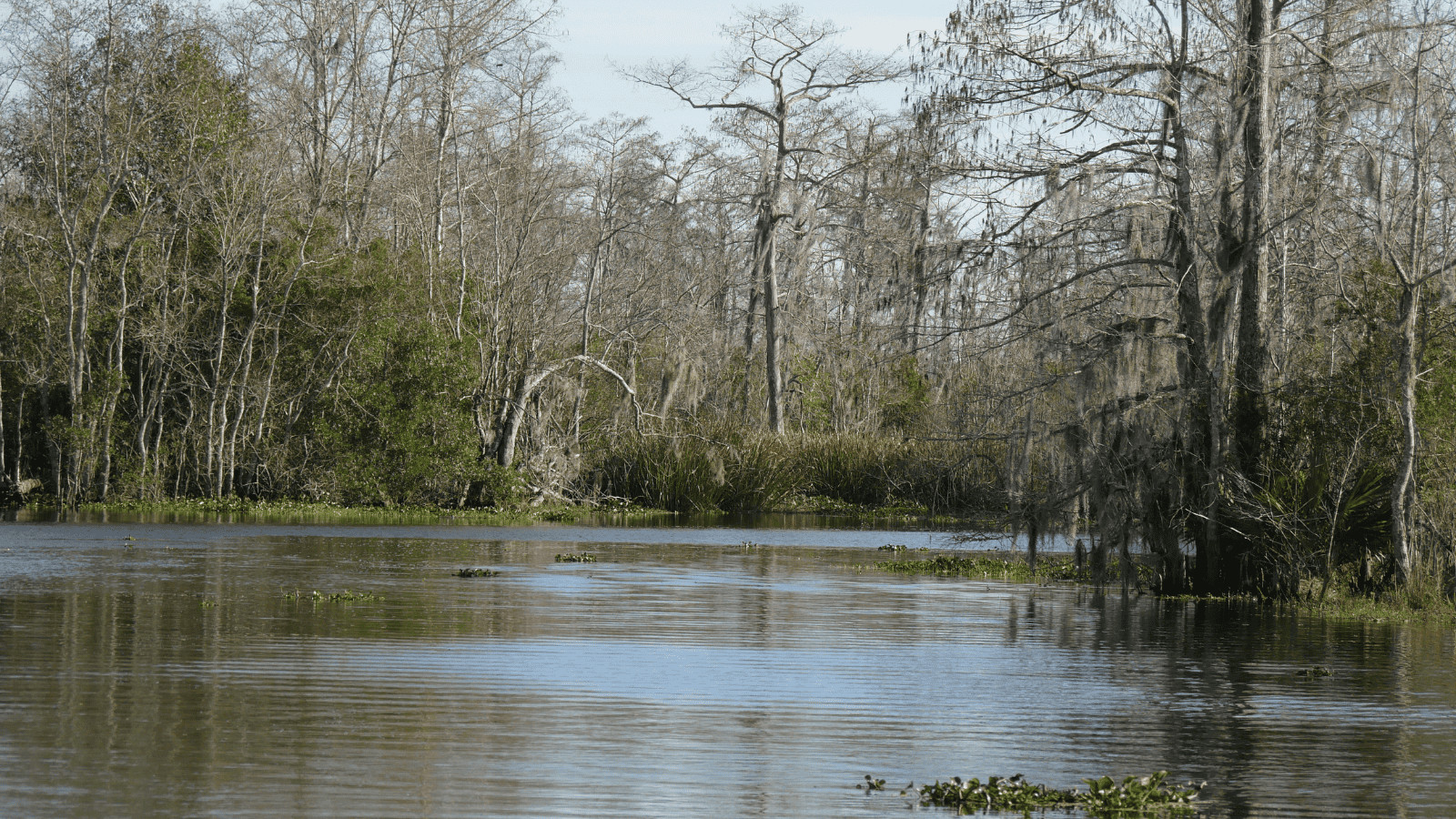 Dive into the Magic of the 17 Best Lakes in Louisiana 17 Catahoula Lake Canva
