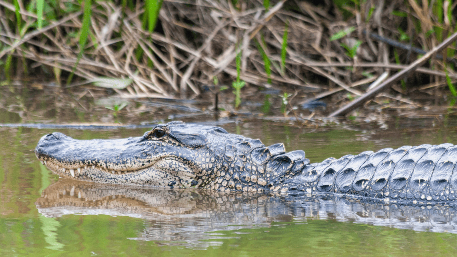 15 Best Lakes Near Houston: Adventure Awaits 5 Alligator