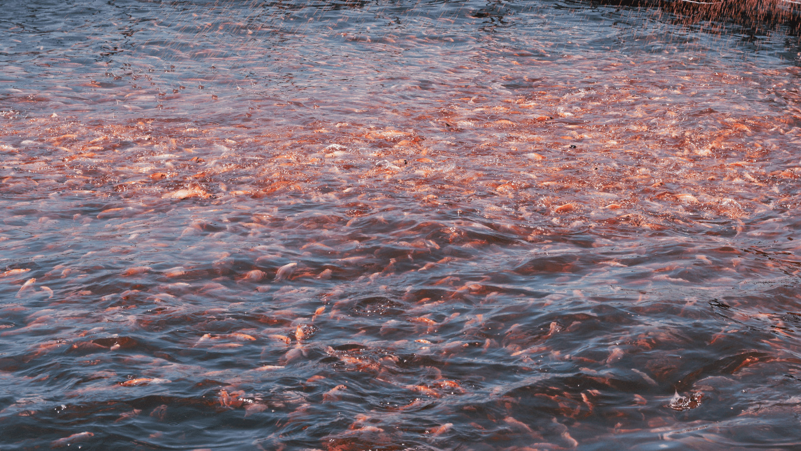 tilapia fish