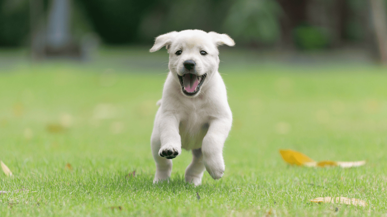 Puppy running