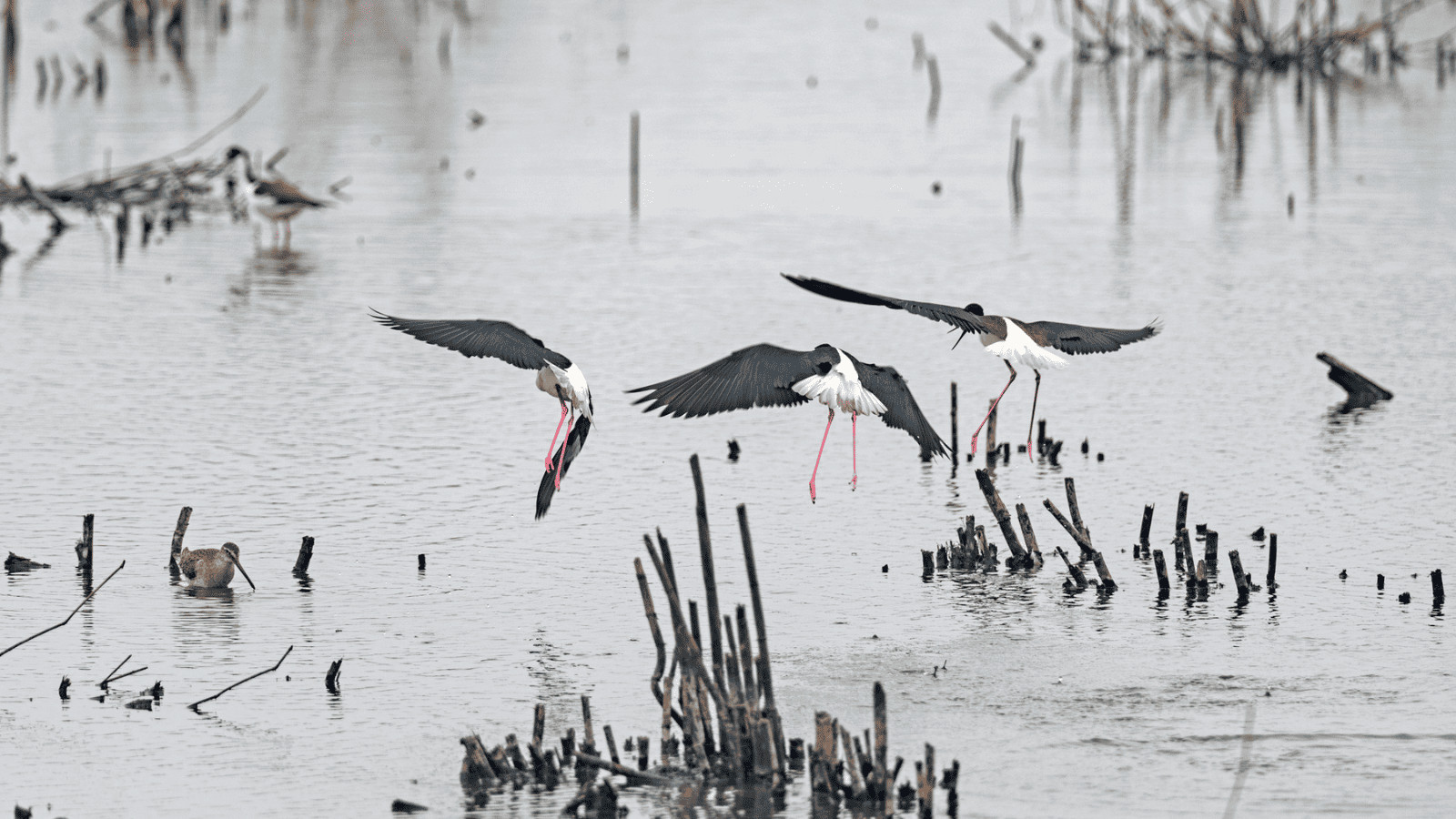 15 Best Lakes Near Houston: Adventure Awaits 11 Lake Anahuac, Texas