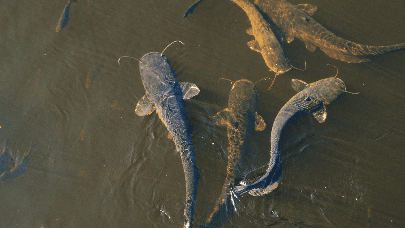 16 Incredible Lakes near Louisville, Kentucky 12 catfish