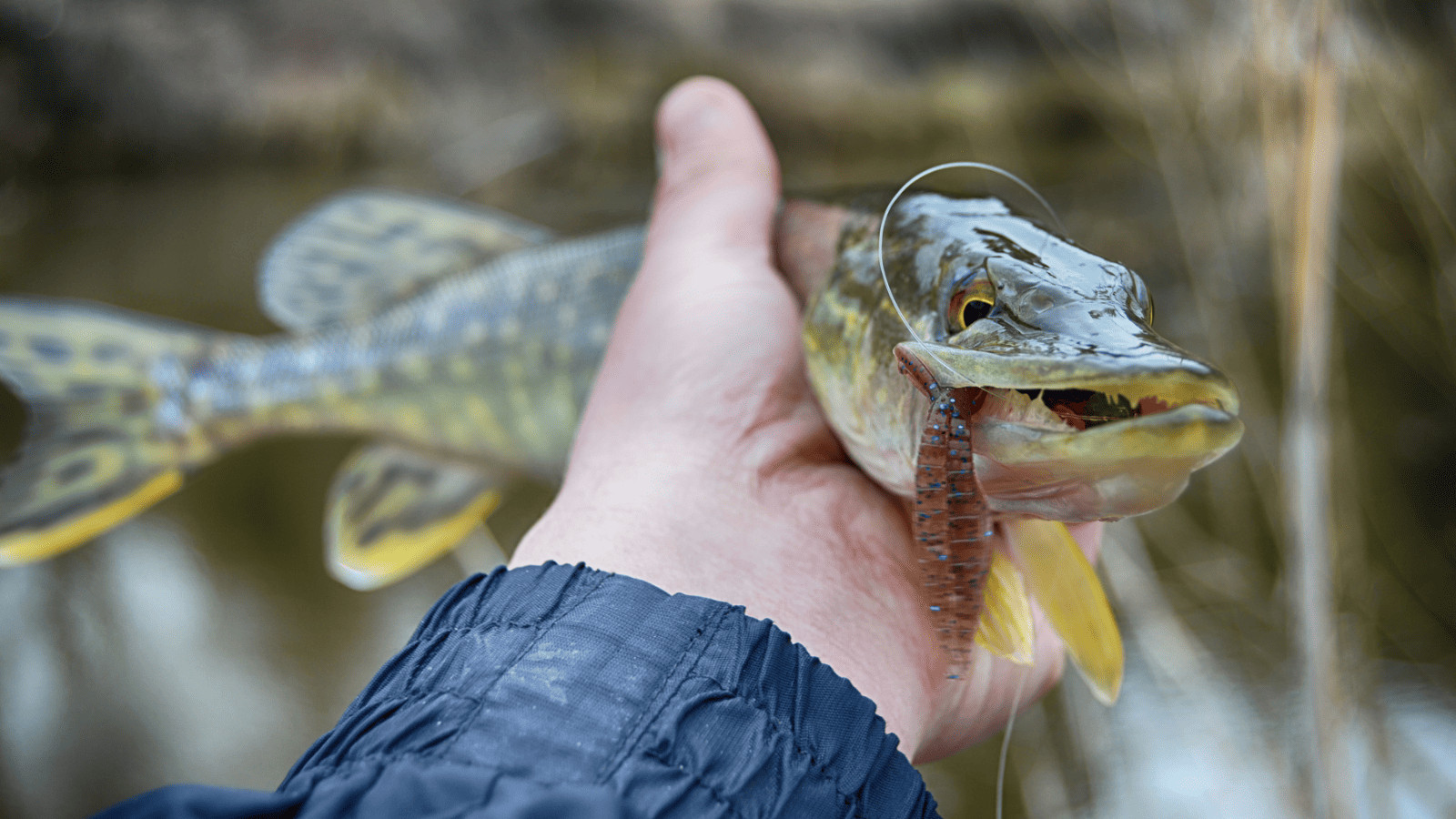 14 Awesome Camping Spots to Visit Near Memphis, Tennessee 8 Pike Fish
