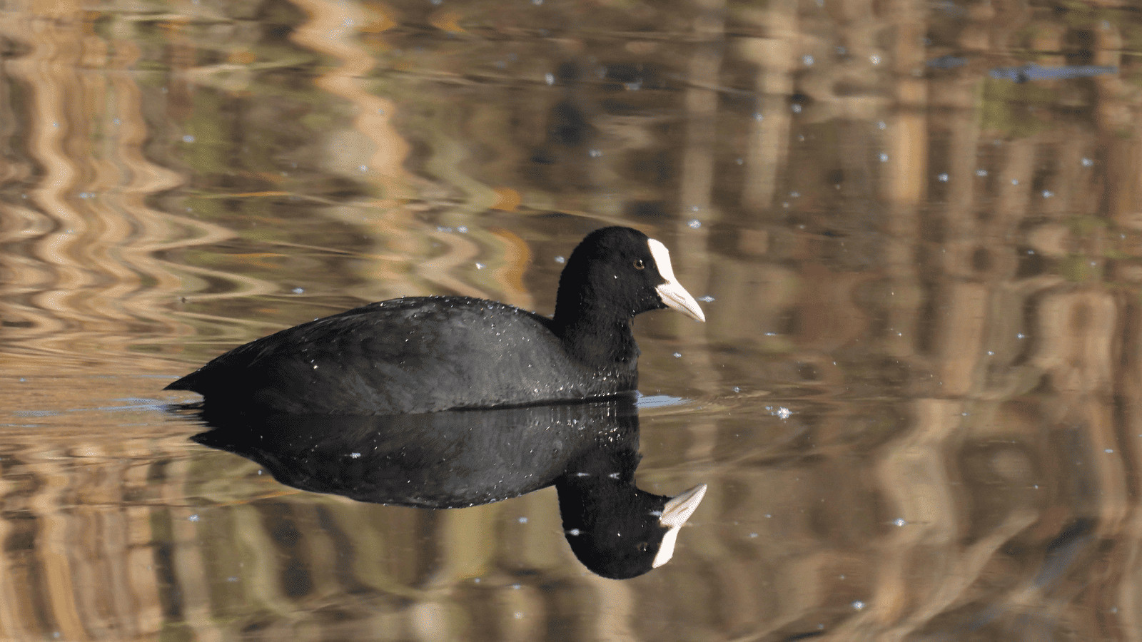Lakes Near Seattle: Top 17 Lakes in the Region 8 Coot