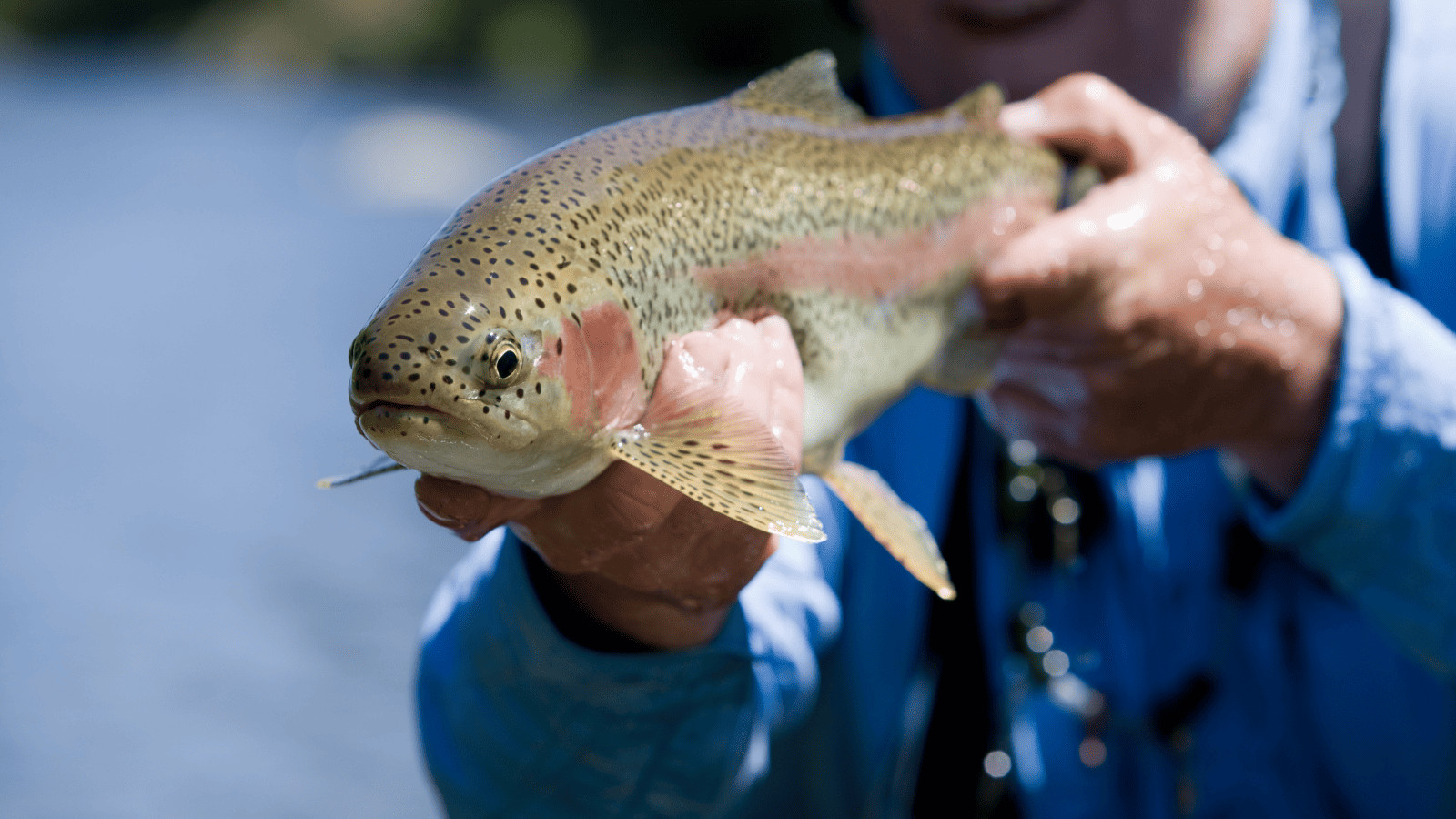 Lakes Near Seattle: Top 17 Lakes in the Region 11 Rainbow trout